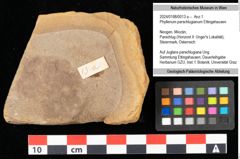 Foto (Objekt + Etikett) von Phyllerium parschlugianum Ettingshausen (NHMW-GEO-2024-0188-0013a)